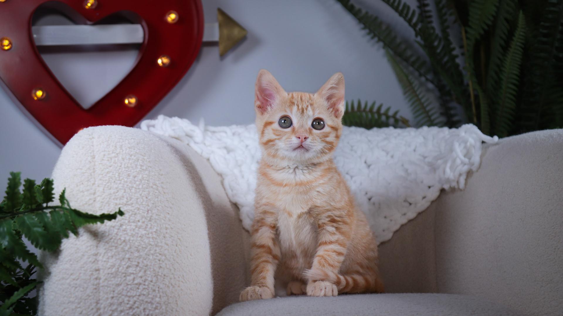 Enlarge Stevie Nicks, an adopted mixed breed in Parker, TX image 2/6