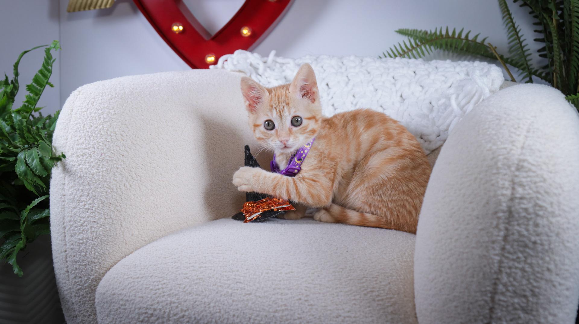 Enlarge Stevie Nicks, an adopted mixed breed in Parker, TX image 6/6