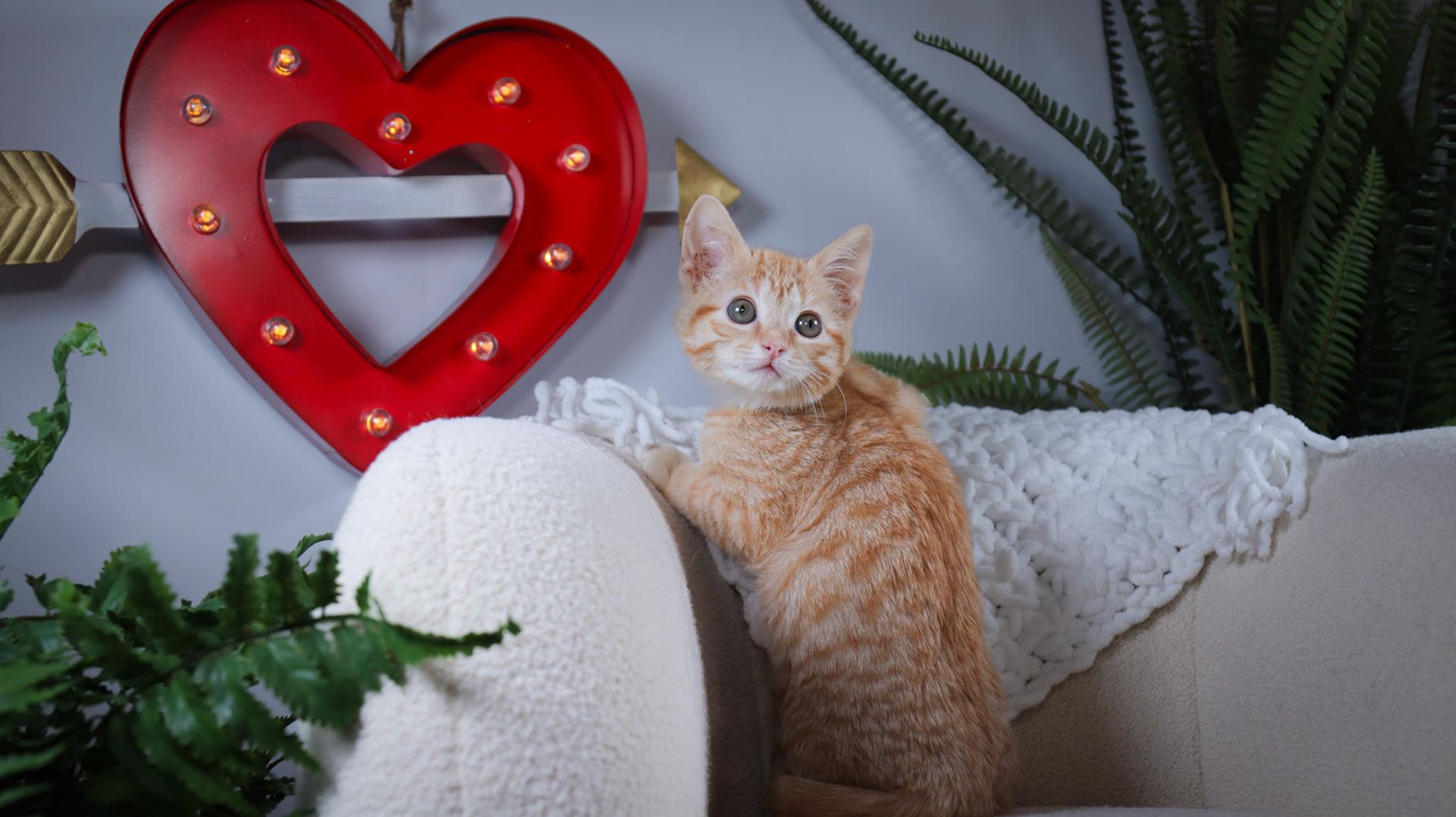 Stevie Nicks, adopted, Kitten Female Tabby & Domestic Short Hair.