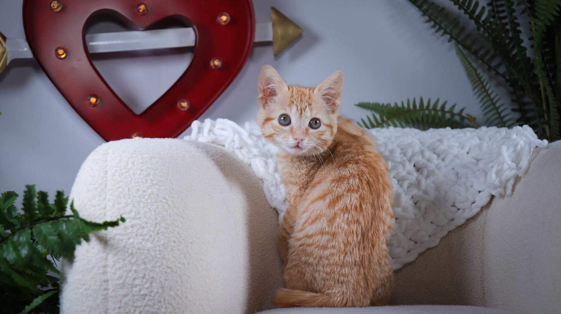 Enlarge Stevie Nicks, an adopted mixed breed in Parker, TX image 5/6