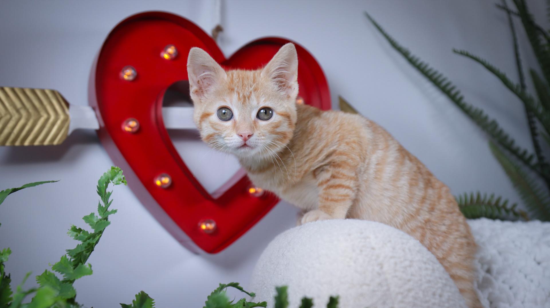 Enlarge Stevie Nicks, an adopted mixed breed in Parker, TX image 4/6