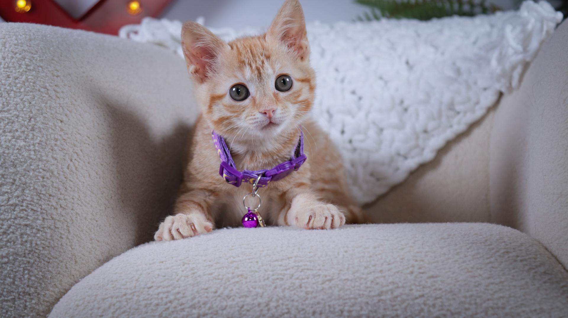 Enlarge Stevie Nicks, an adopted mixed breed in Parker, TX image 3/6