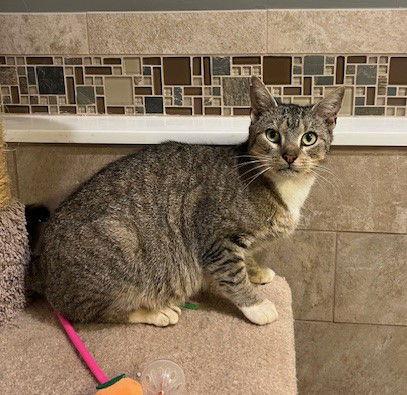 Bon Bon, Adoptable, Adult Female Tiger & Abyssinian.