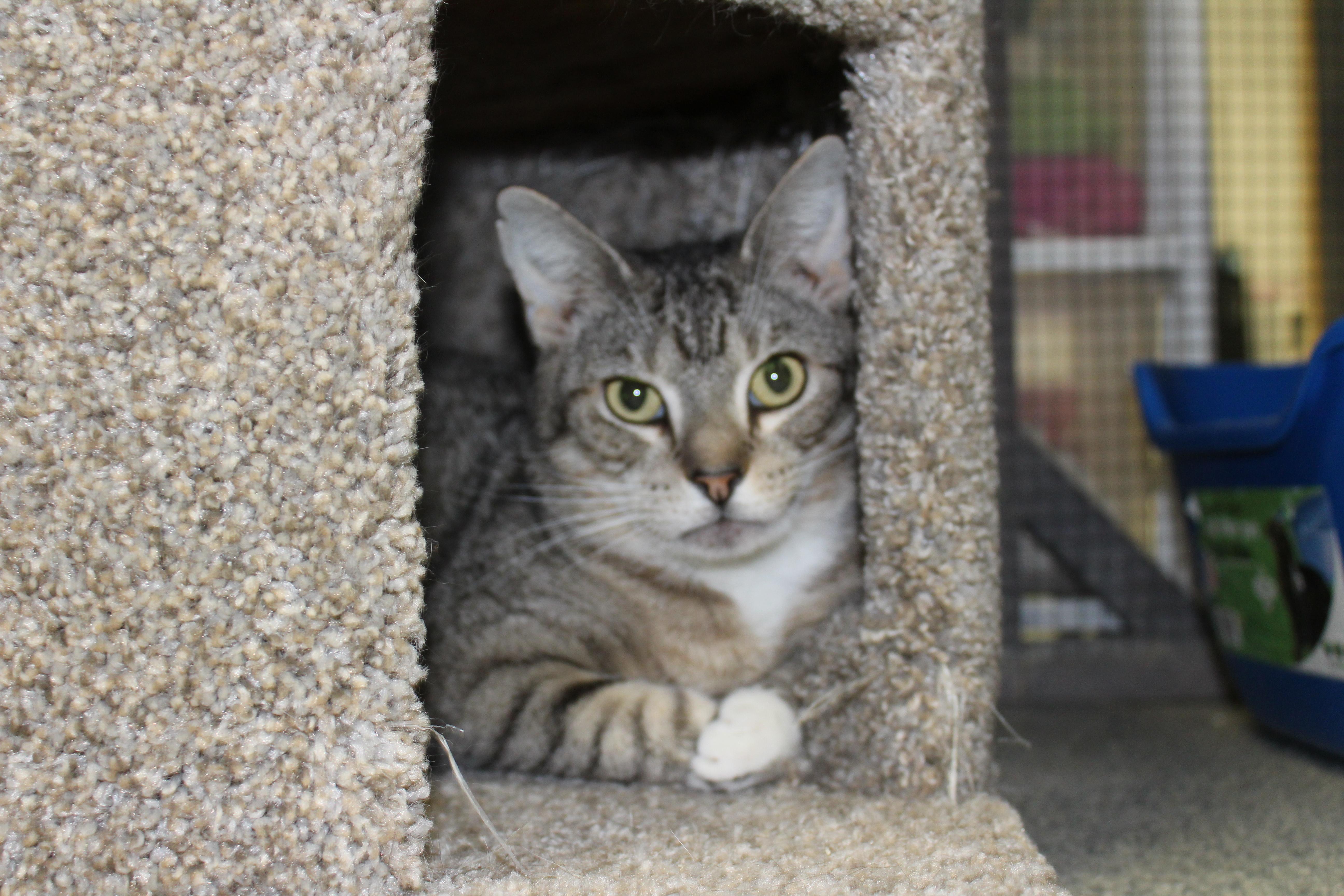 Bon Bon, a Adoptable Tabby in Ringwood, NJ image 4/4