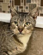 Bon Bon, Adoptable, Adult Female Tabby.