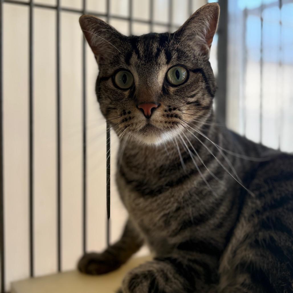 Enlarge Mike, a Adoptable mixed breed in Santa Barbara, CA image 1/4