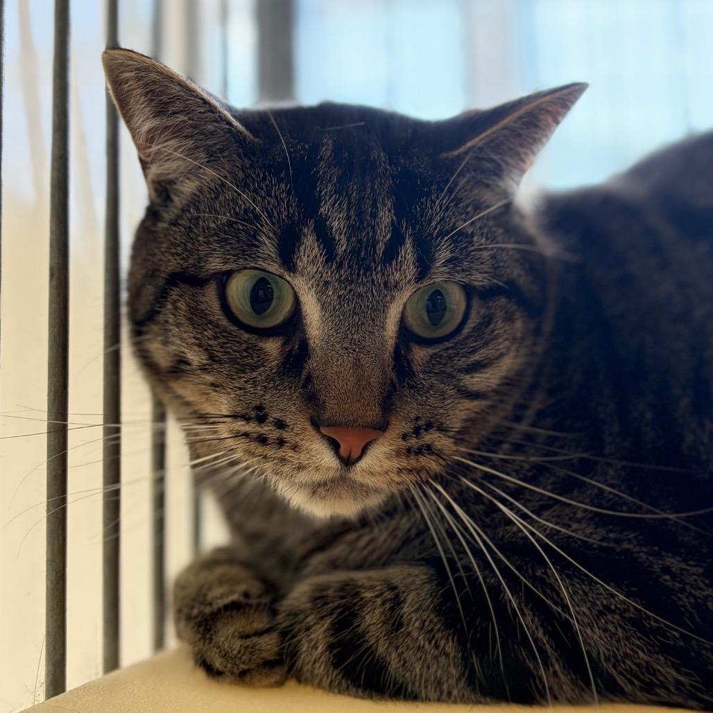 Enlarge Mike, a Adoptable mixed breed in Santa Barbara, CA image 2/4