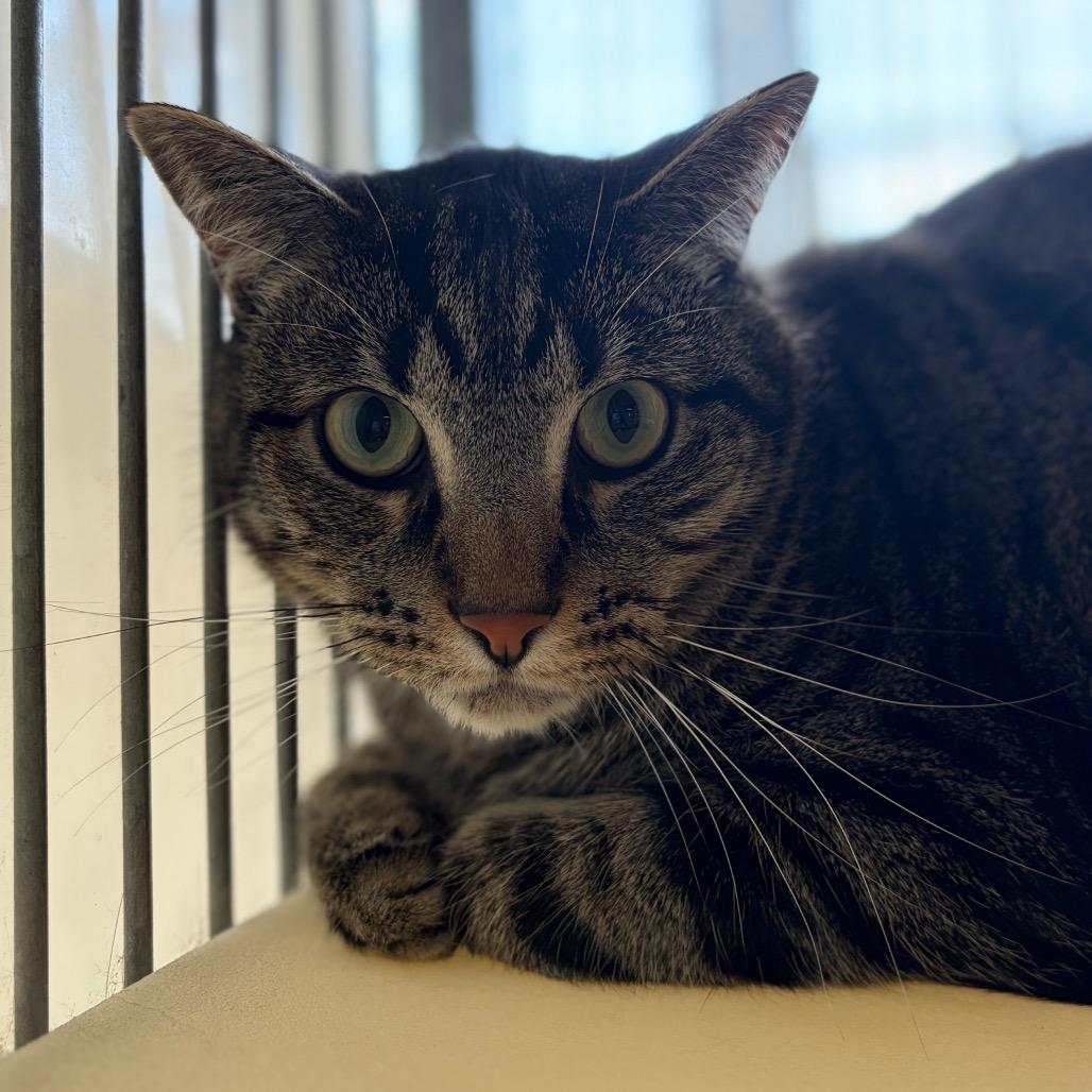 Enlarge Mike, a Adoptable mixed breed in Santa Barbara, CA image 3/4