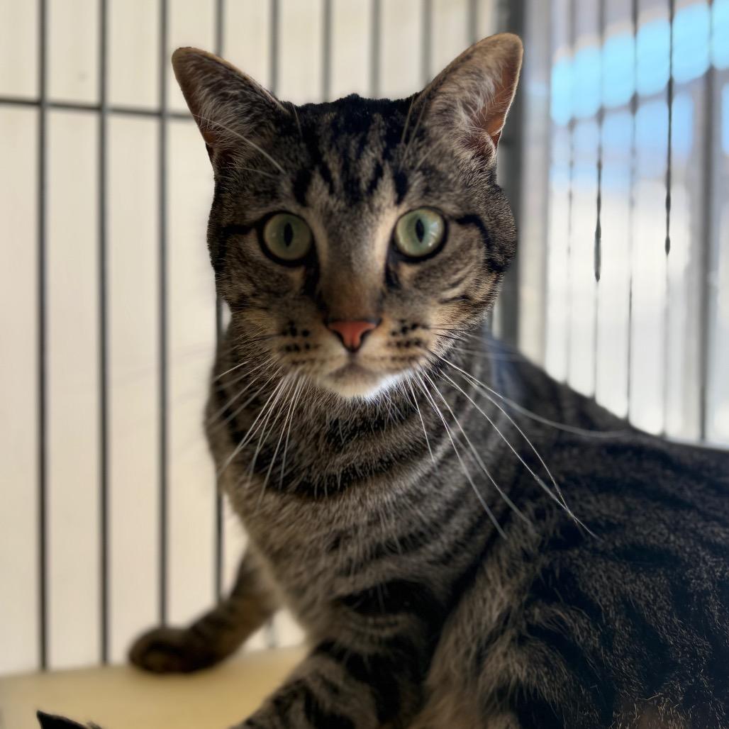 Enlarge Mike, a Adoptable mixed breed in Santa Barbara, CA image 4/4