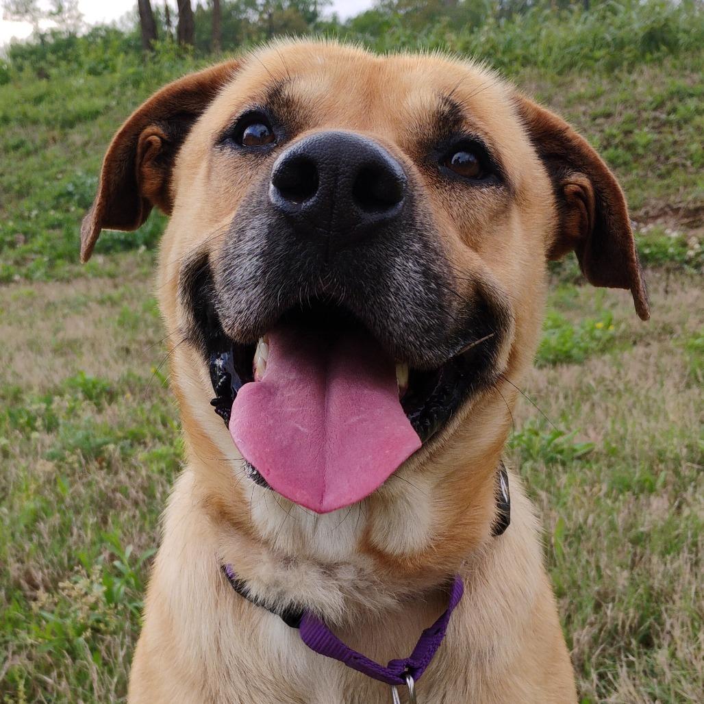 Enlarge Samson, a Adoptable Mixed Breed in Bentonville, AR image 1/6