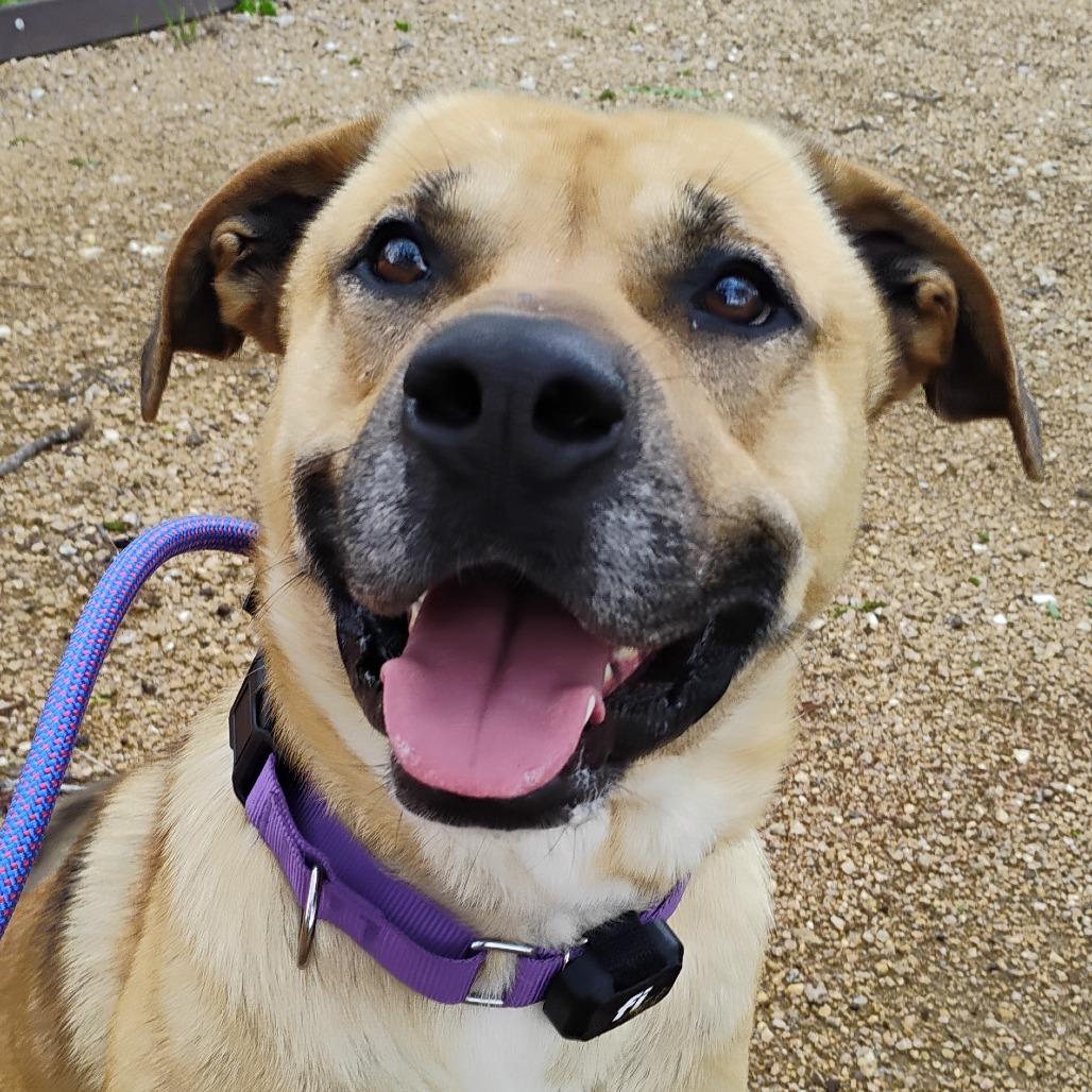 Enlarge Samson, a Adoptable Mixed Breed in Bentonville, AR image 2/6