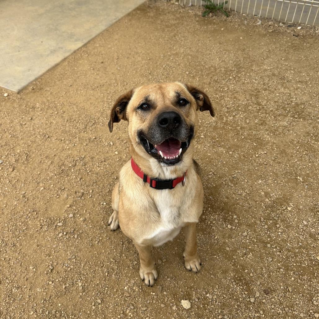 Enlarge Samson, a Adoptable Mixed Breed in Bentonville, AR image 3/6