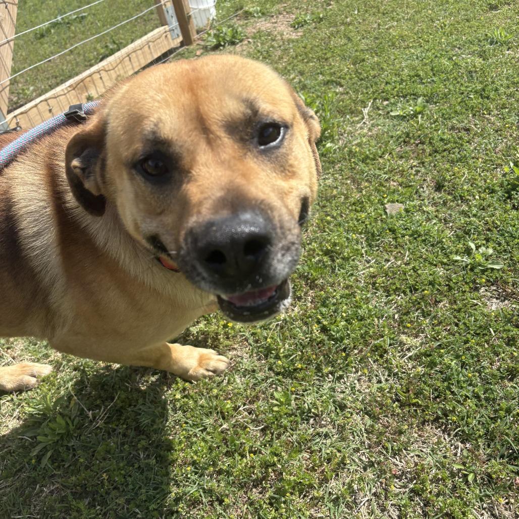 Enlarge Samson, a Adoptable Mixed Breed in Bentonville, AR image 4/6