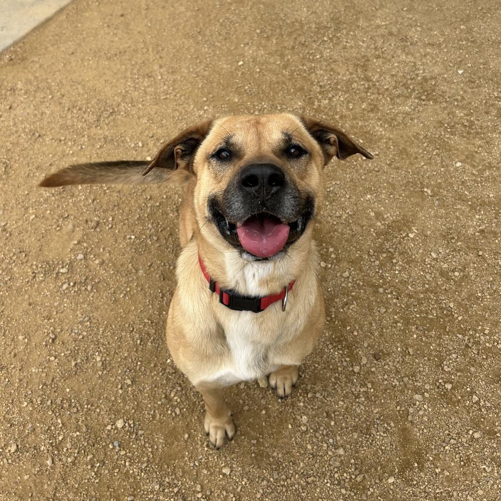 Enlarge Samson, a Adoptable Mixed Breed in Bentonville, AR image 5/6