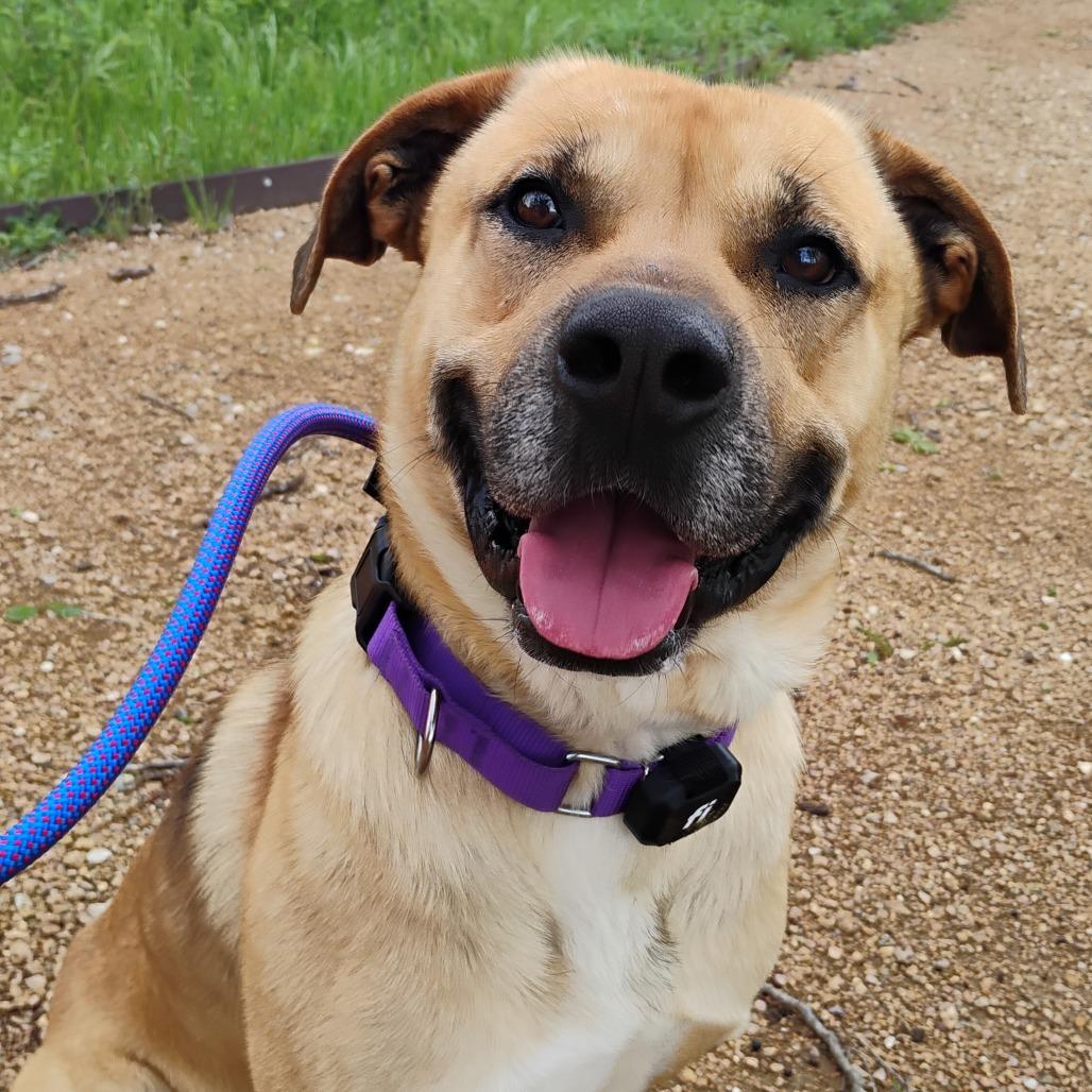 Enlarge Samson, a Adoptable Mixed Breed in Bentonville, AR image 6/6