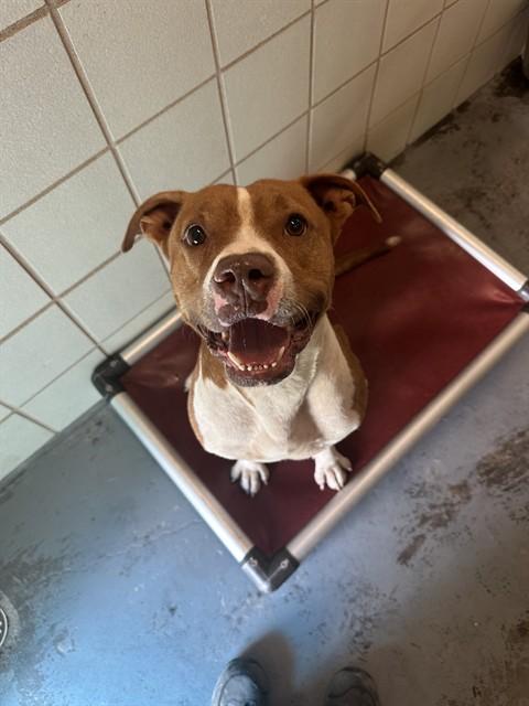 JUNO, Adoptable, Adult Female Pit Bull Terrier.