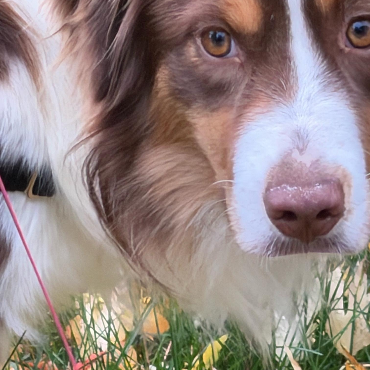 Rad Rudy, a Adoptable Australian Shepherd in La Center, WA image 1/2