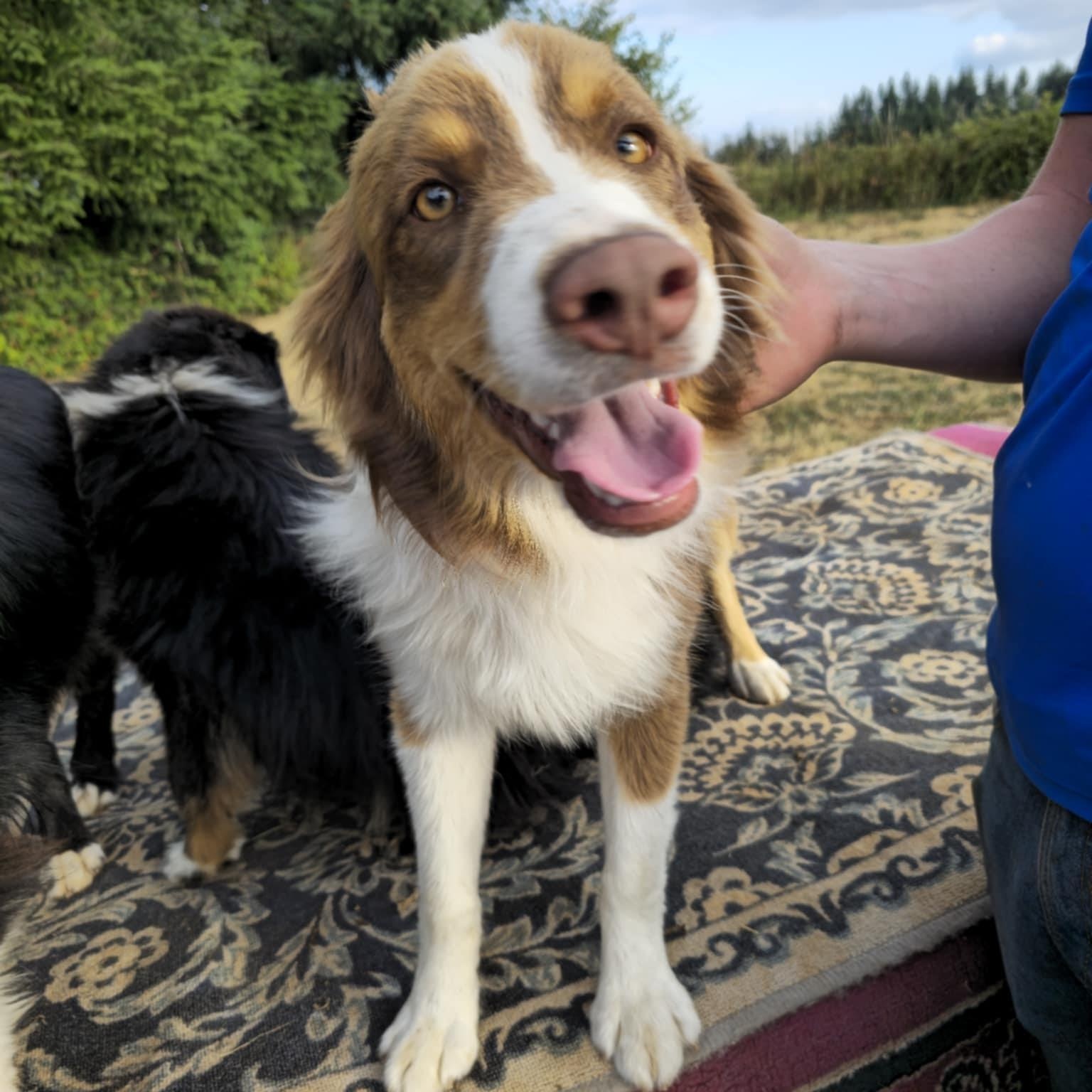 Rad Rudy, a Adoptable Australian Shepherd in La Center, WA image 2/2
