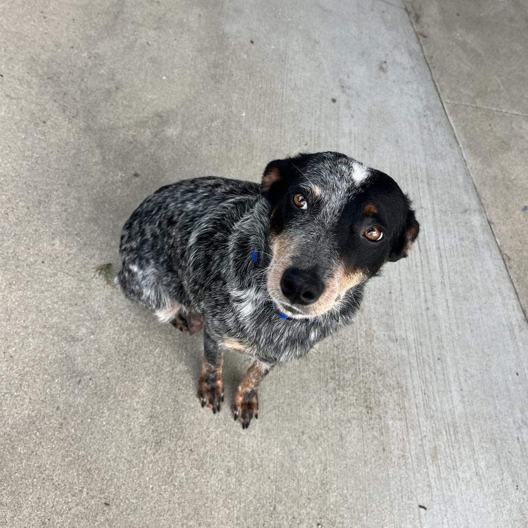 Reese, Adoptable, Adult Female Australian Cattle Dog / Blue Heeler.