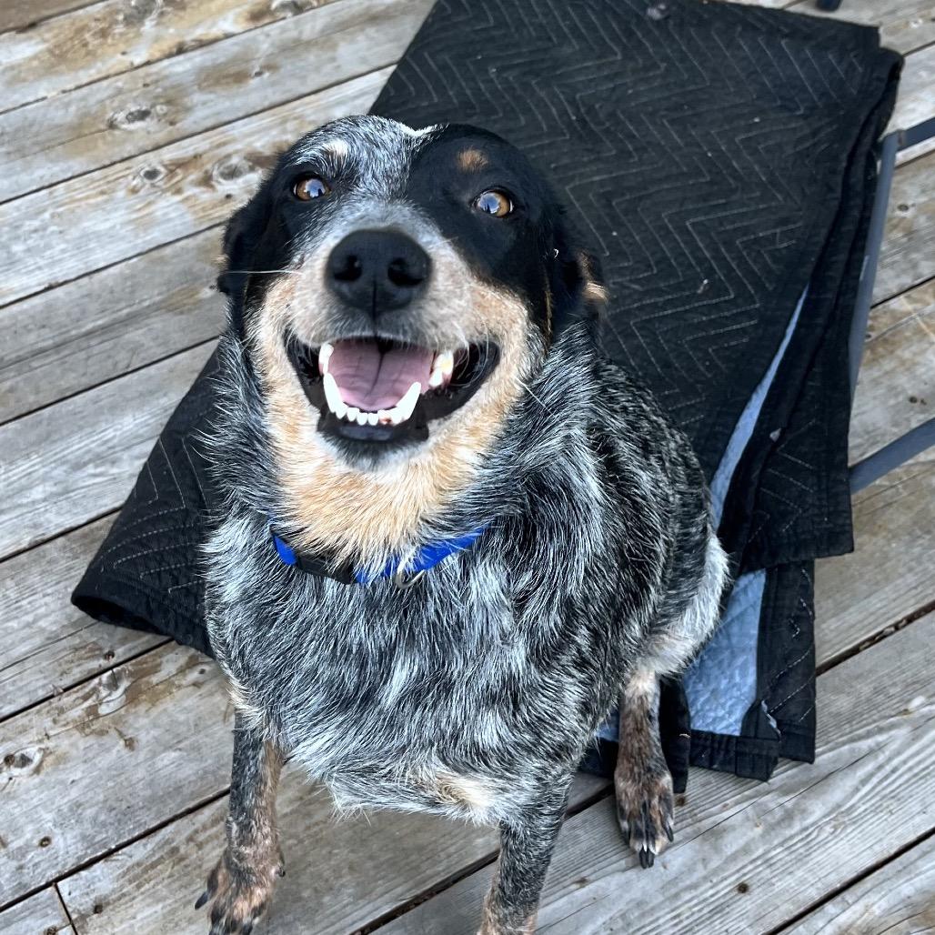 Enlarge Reese, a Adoptable Australian Cattle Dog / Blue Heeler in Pacific Grove, CA image 2/6