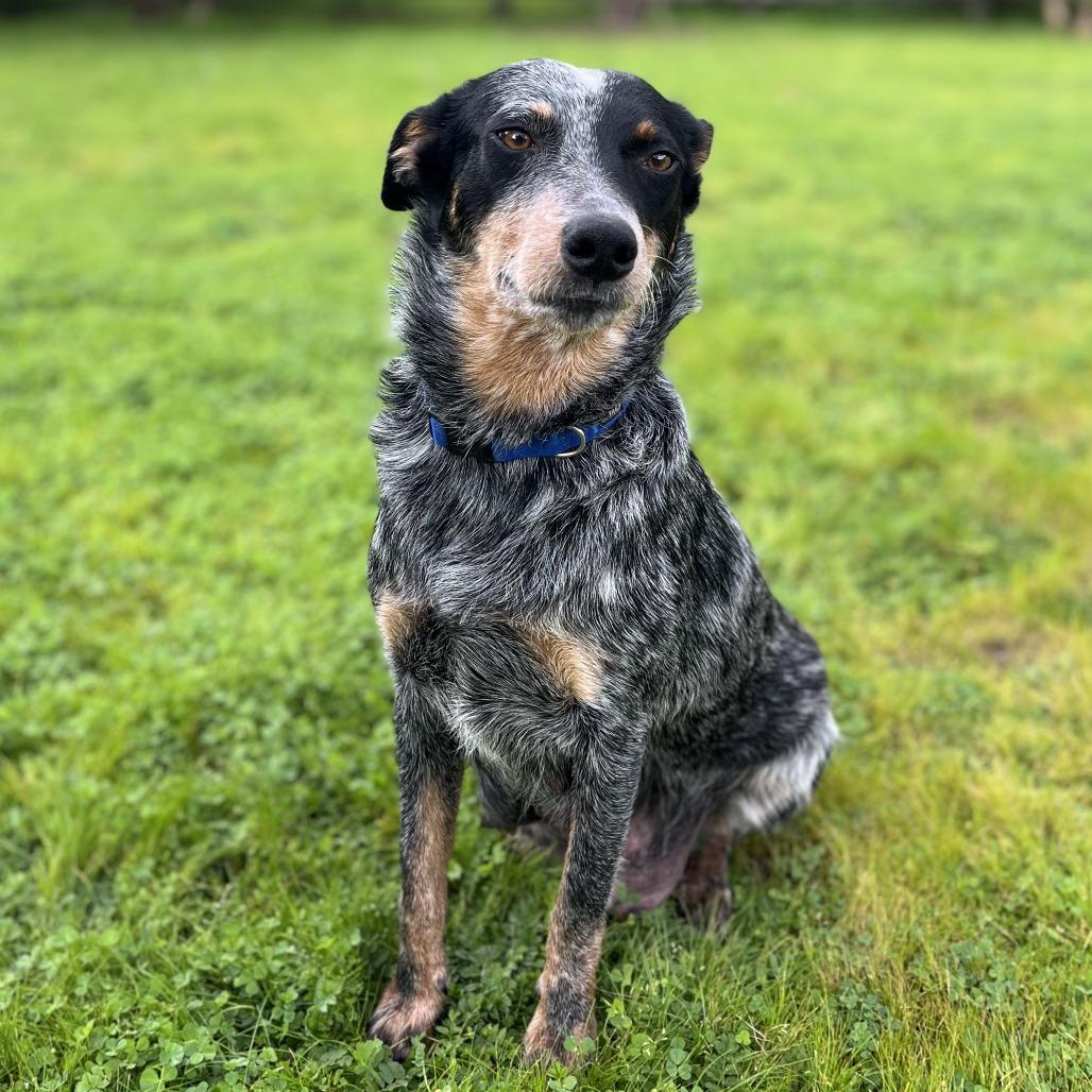 Enlarge Reese, a Adoptable Australian Cattle Dog / Blue Heeler in Pacific Grove, CA image 3/6
