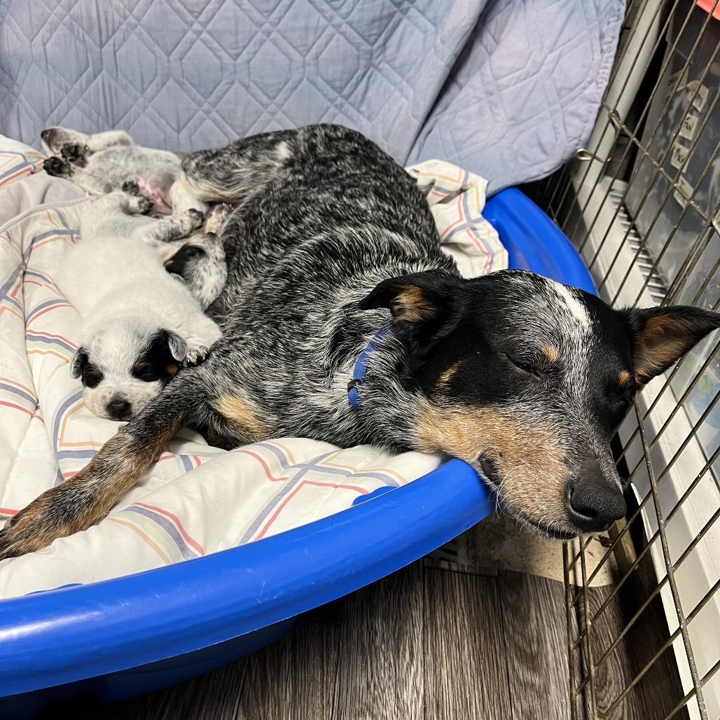 Enlarge Reese, a Adoptable Australian Cattle Dog / Blue Heeler in Pacific Grove, CA image 4/6