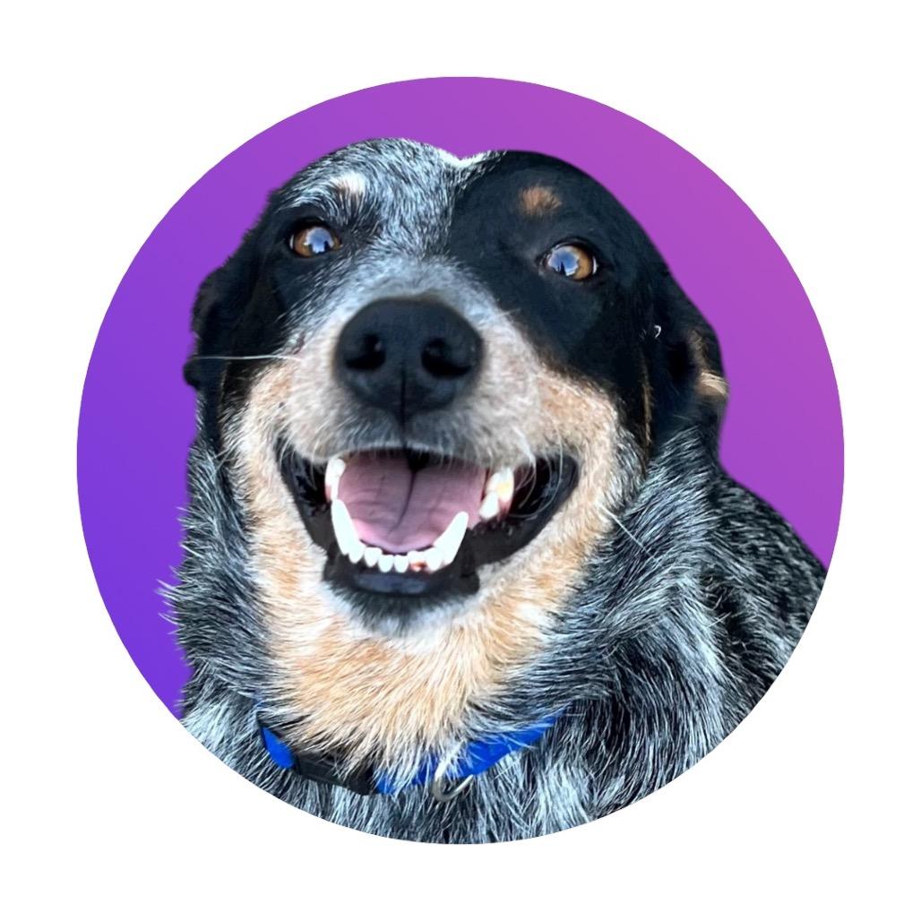 Enlarge Reese, a Adoptable Australian Cattle Dog / Blue Heeler in Pacific Grove, CA image 5/6