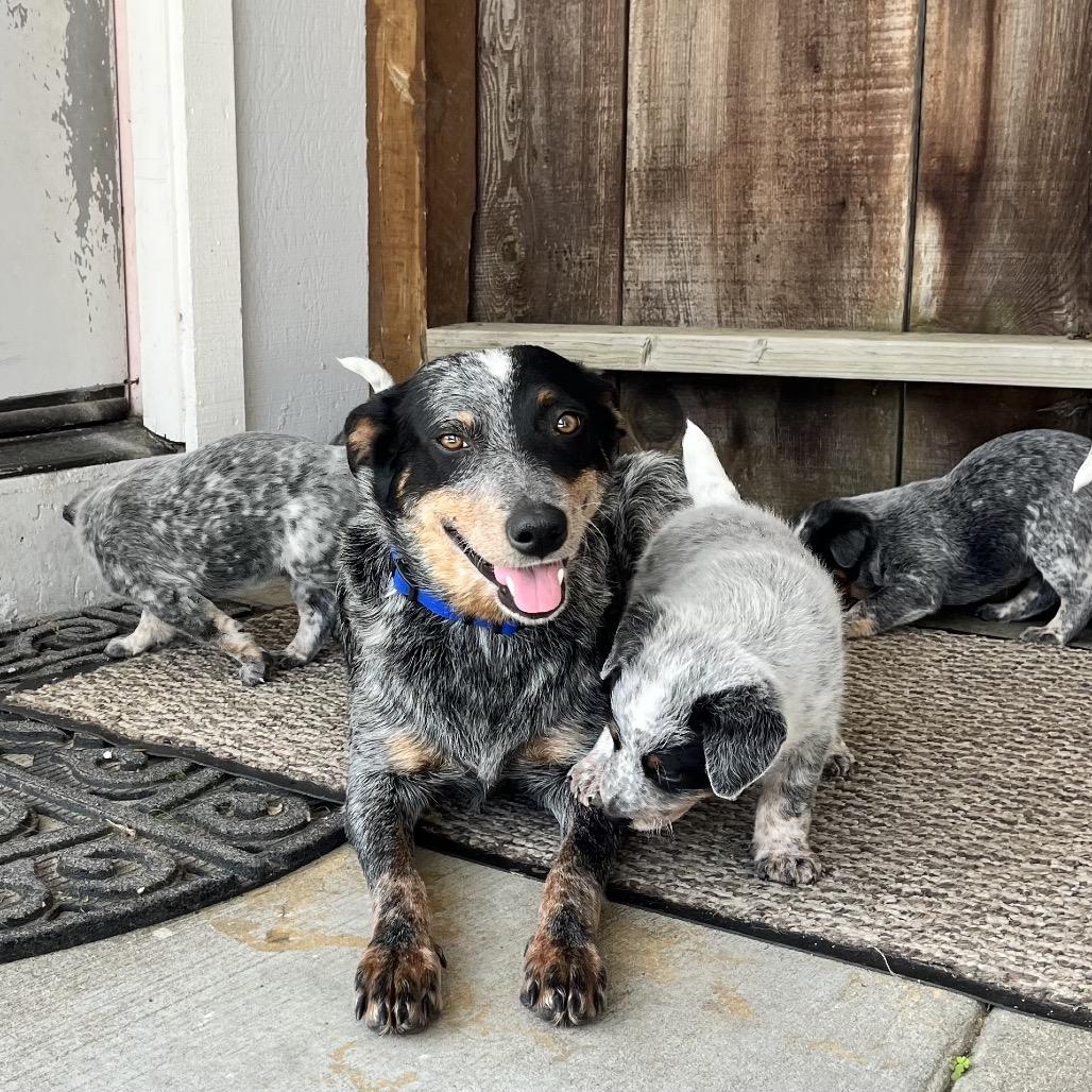 Enlarge Reese, a Adoptable Australian Cattle Dog / Blue Heeler in Pacific Grove, CA image 6/6