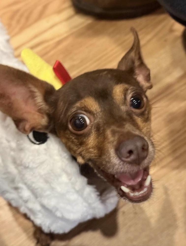 Finnegan, Adoptable, Adult Male Chihuahua.