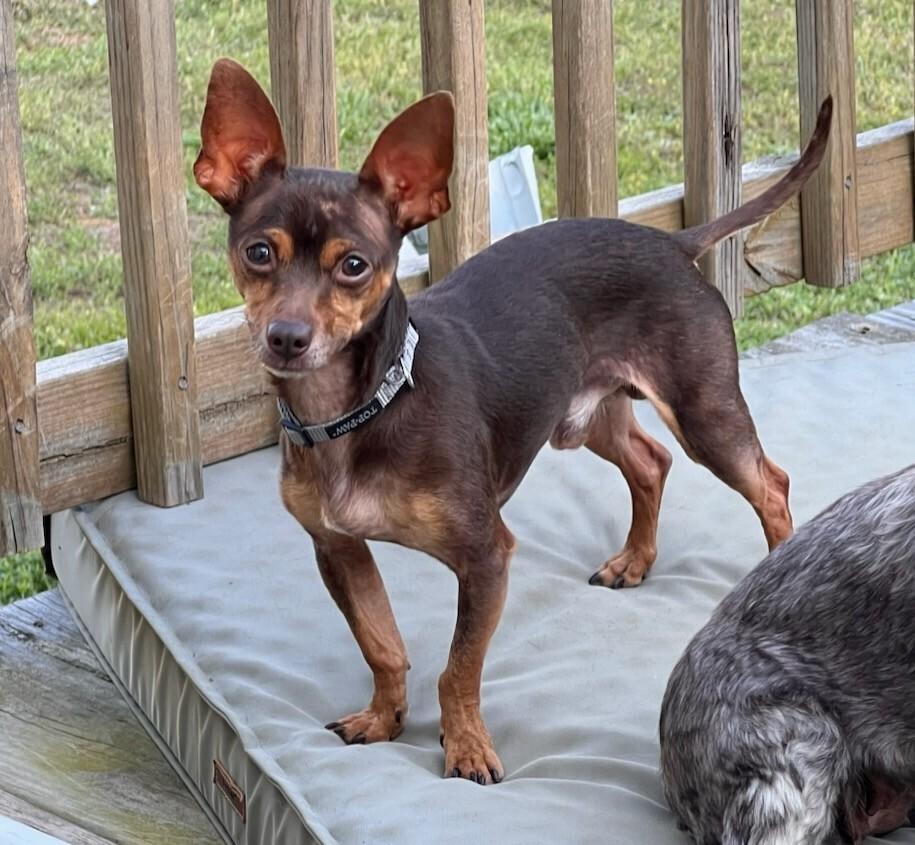 Enlarge Finnegan, a Adoptable mixed breed in Milton, GA image 3/6