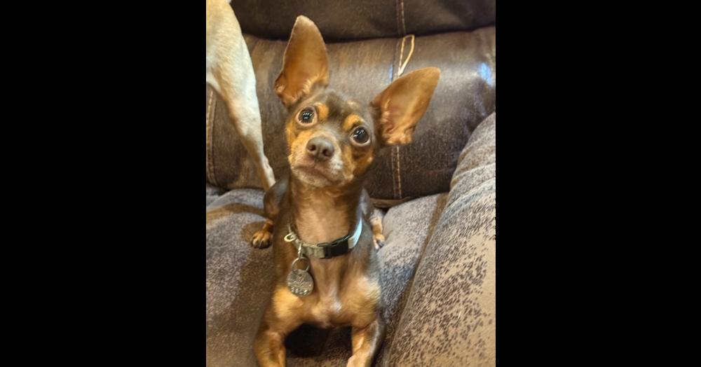Enlarge Finnegan, a Adoptable mixed breed in Milton, GA image 4/6