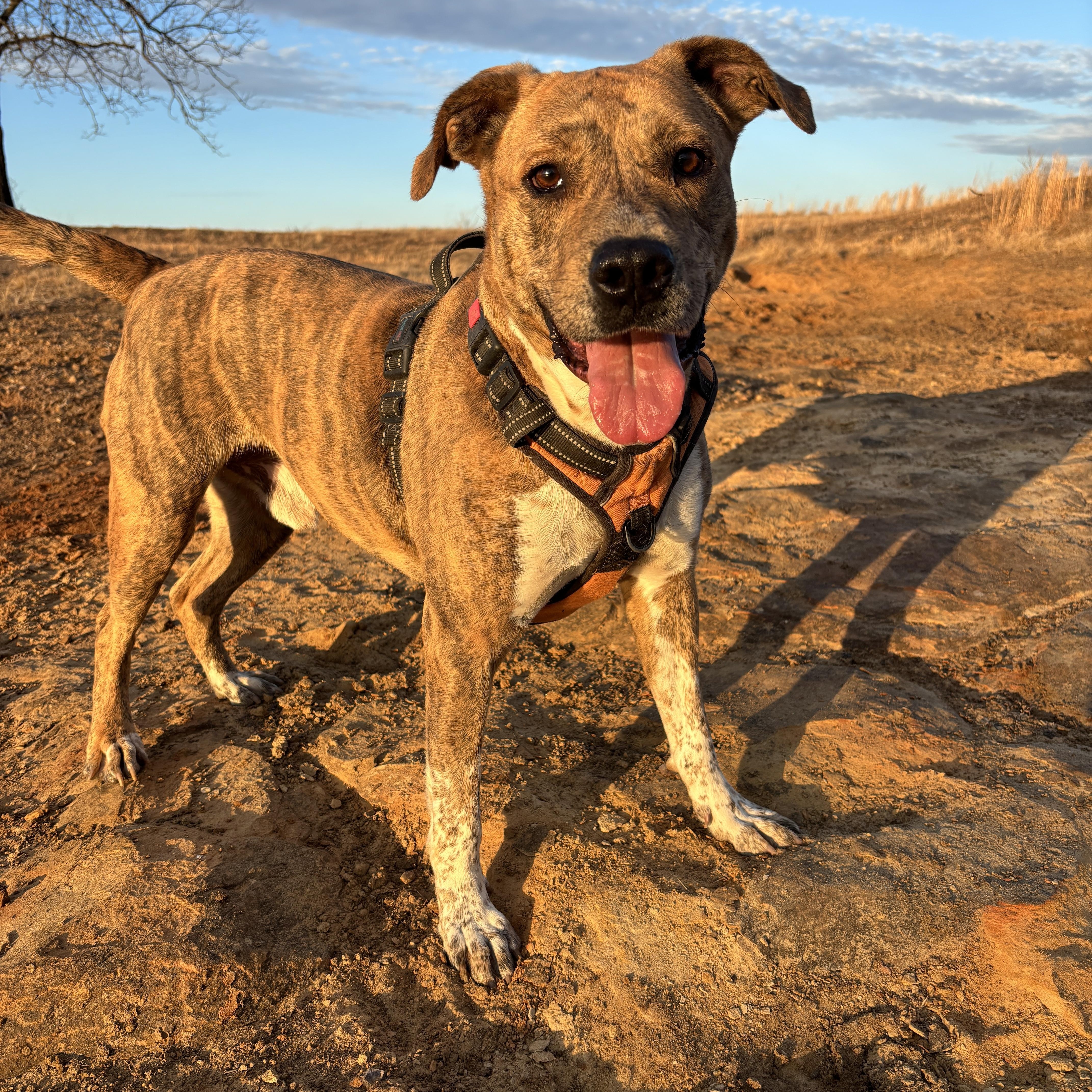 Enlarge Parker, a Adoptable mixed breed in Okemah, OK image 2/6