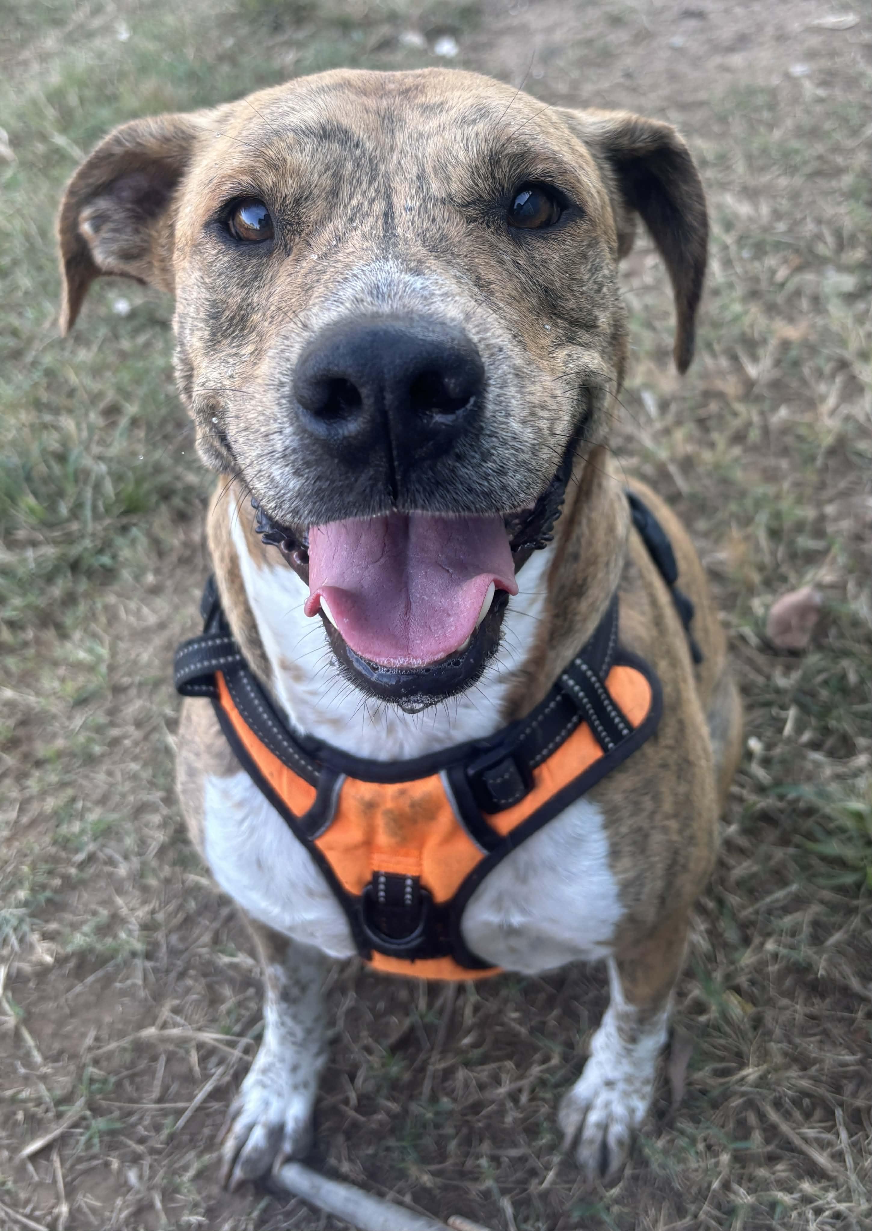 Parker, Adoptable, Young Male Mixed Breed.