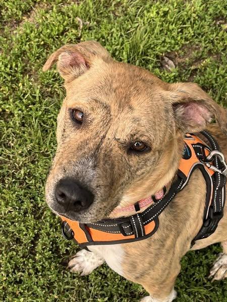 Enlarge Parker, a Adoptable mixed breed in Okemah, OK image 3/6