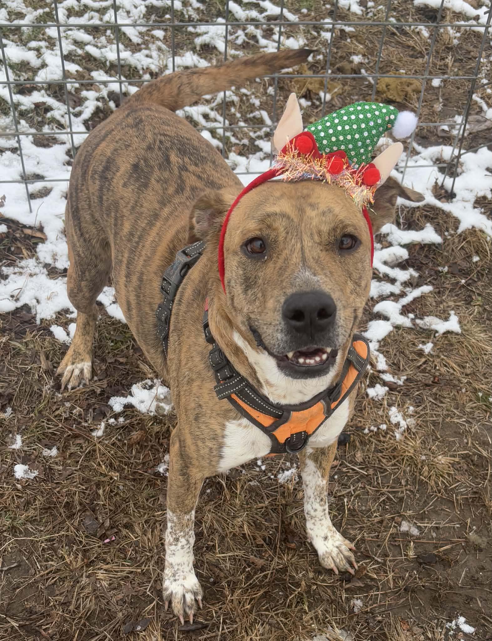 Enlarge Parker, a Adoptable mixed breed in Okemah, OK image 4/6