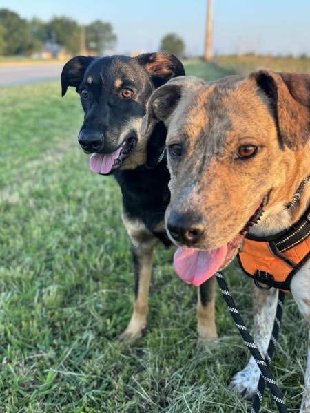 Enlarge Parker, a Adoptable mixed breed in Okemah, OK image 5/6