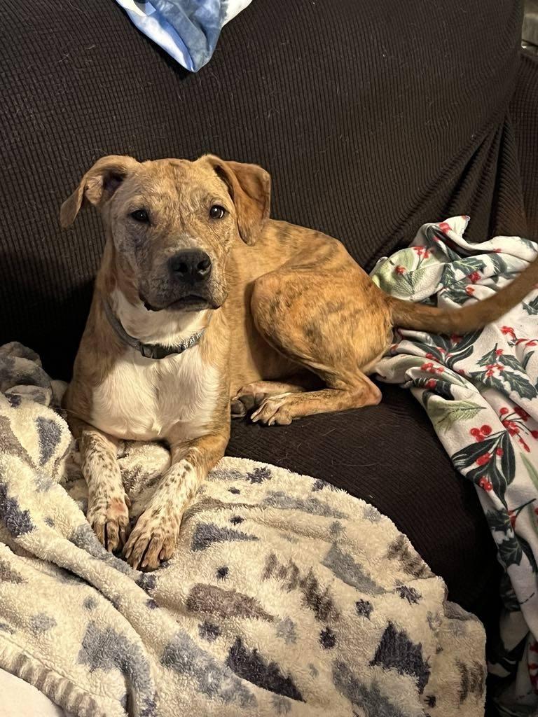 Parker, Adoptable, Adult Male Mixed Breed.