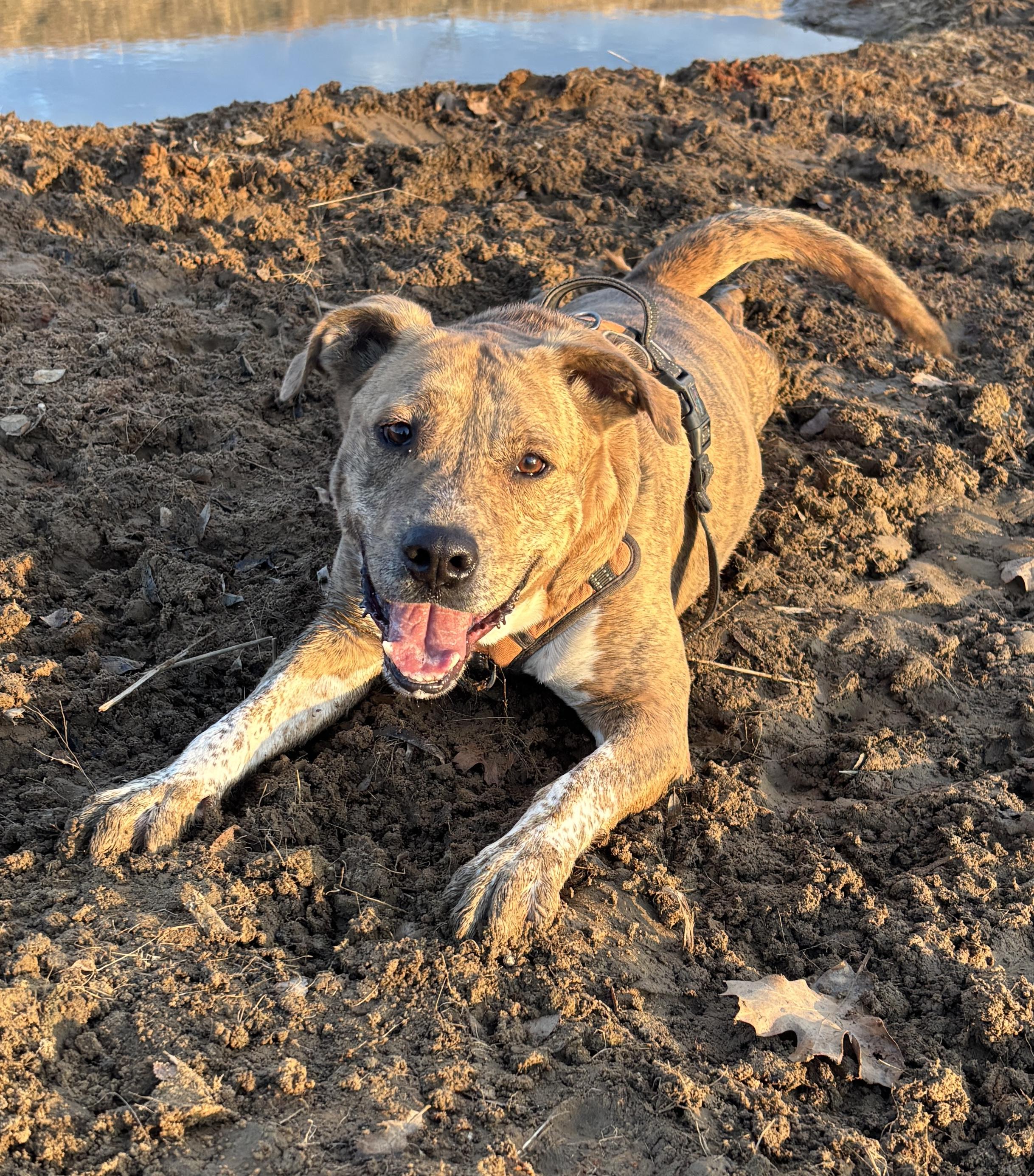 Parker, Adoptable, Adult Male Mixed Breed.