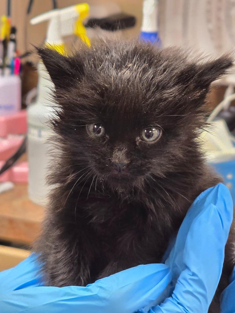 Stray Kitten 2, a Adoptable mixed breed in Highland Village, TX image 1/2