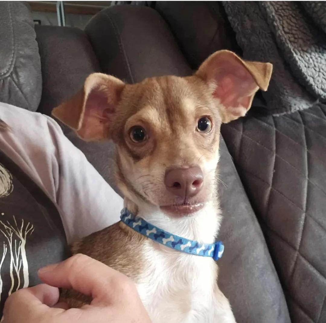 Dobby, Adoptable, Young Male Chihuahua.