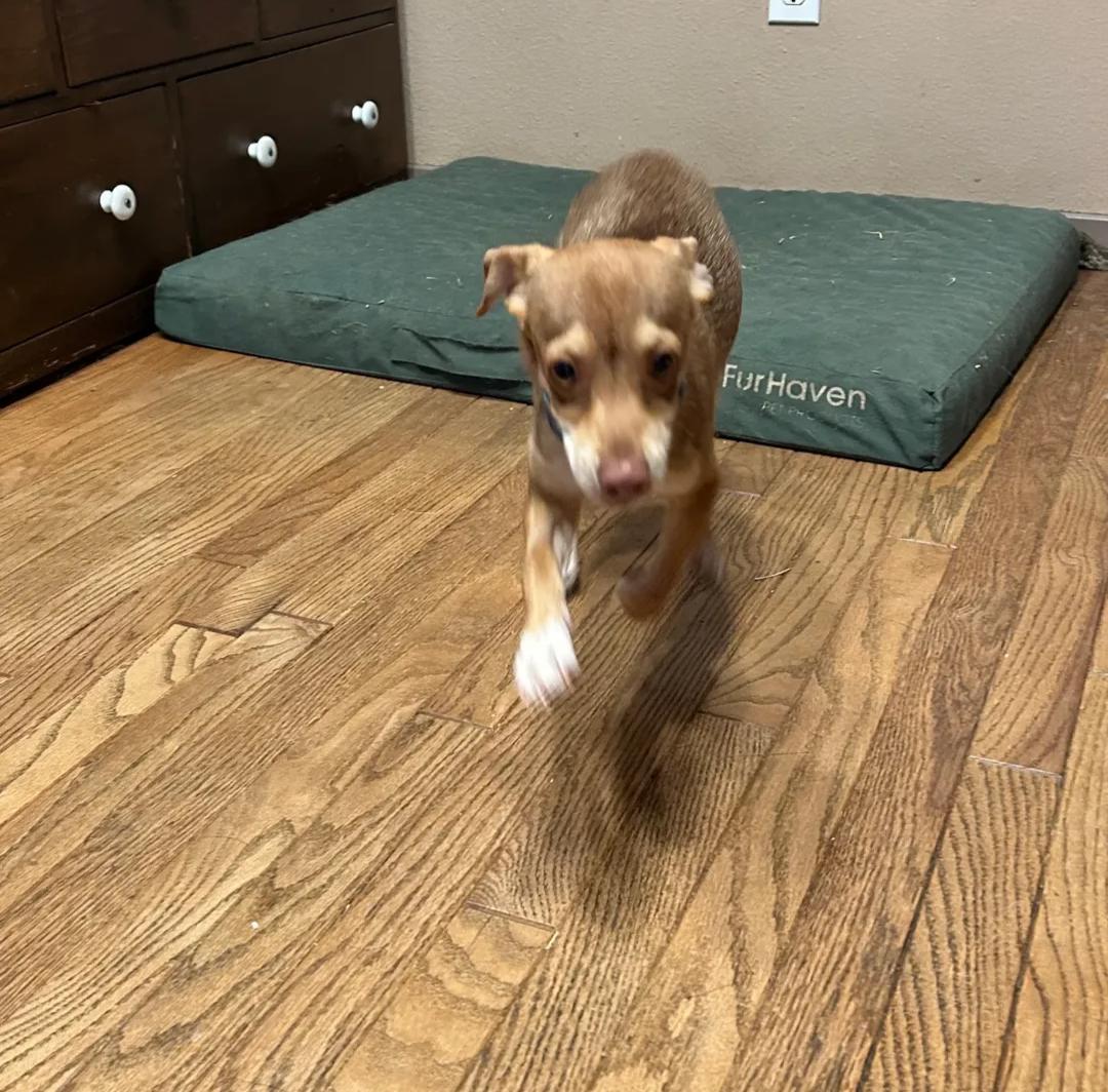 Enlarge Dobby, a Adoptable Chihuahua in Vacaville, CA image 2/2