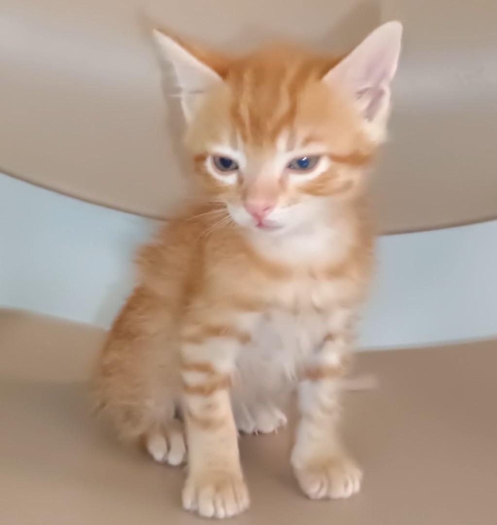Shrimp Dumpling, Adoptable, Kitten Male Tabby.