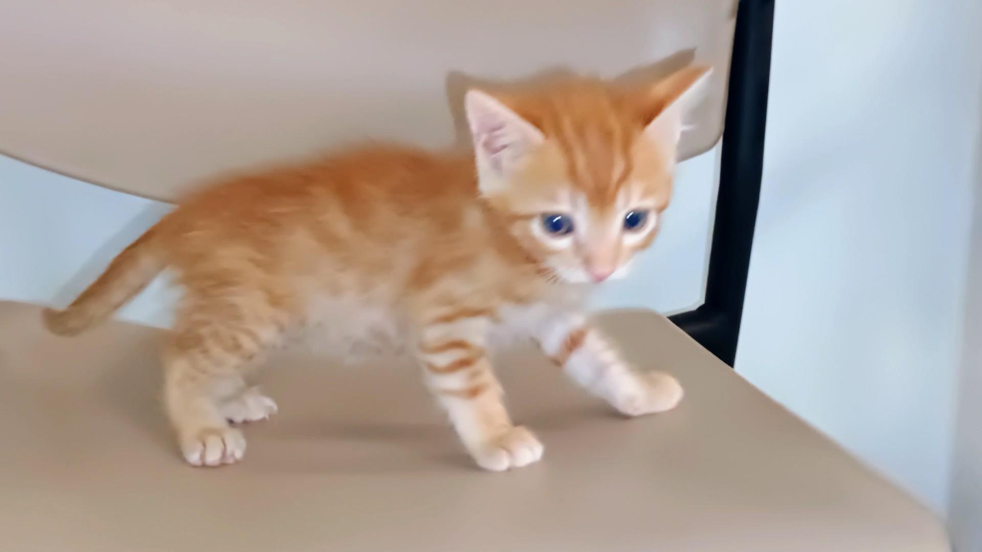 Enlarge Shrimp Dumpling, a Adoptable Tabby in Laguna Beach, CA image 2/3