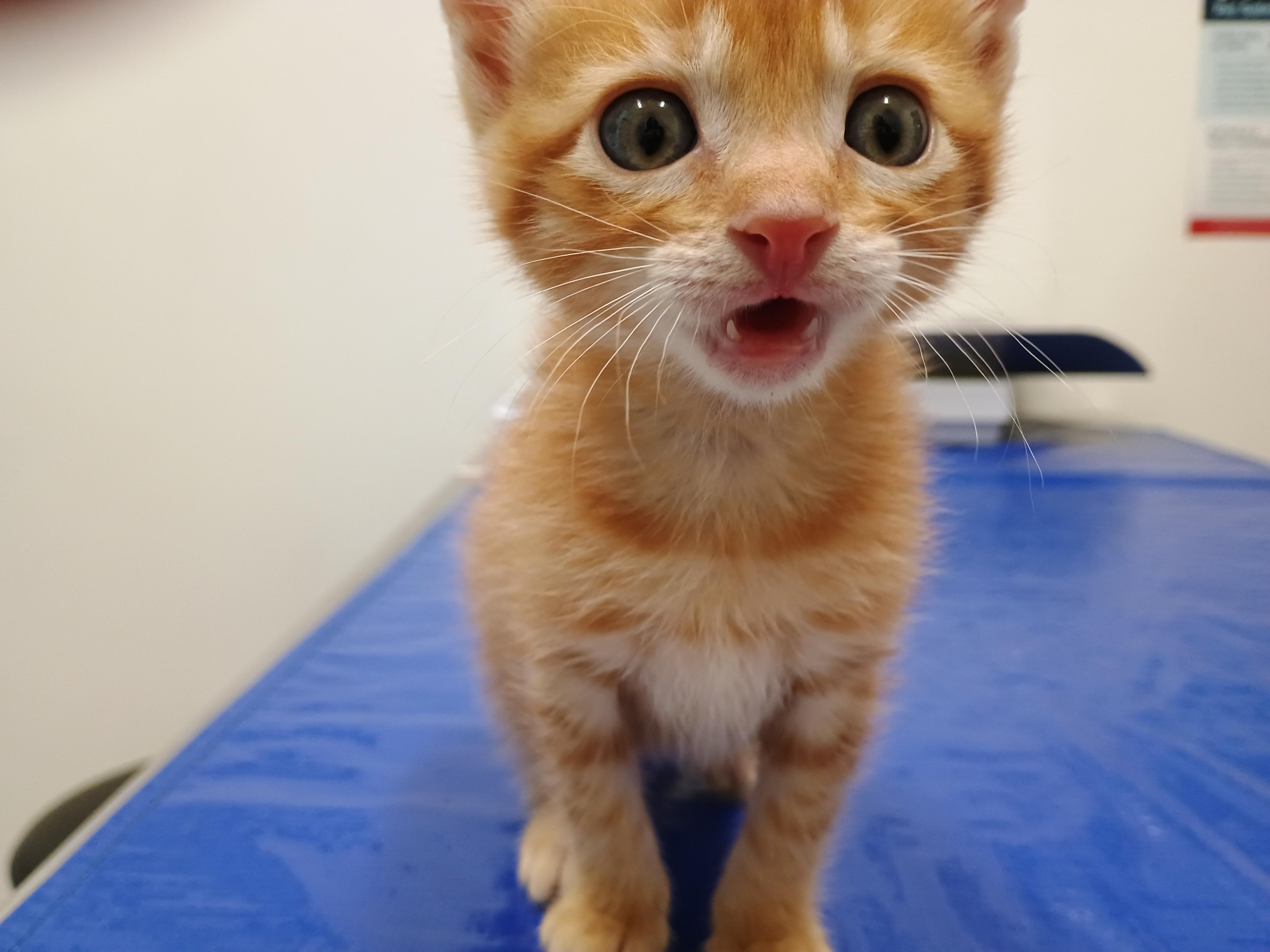 Enlarge Shrimp Dumpling, a Adoptable Tabby in Laguna Beach, CA image 3/3