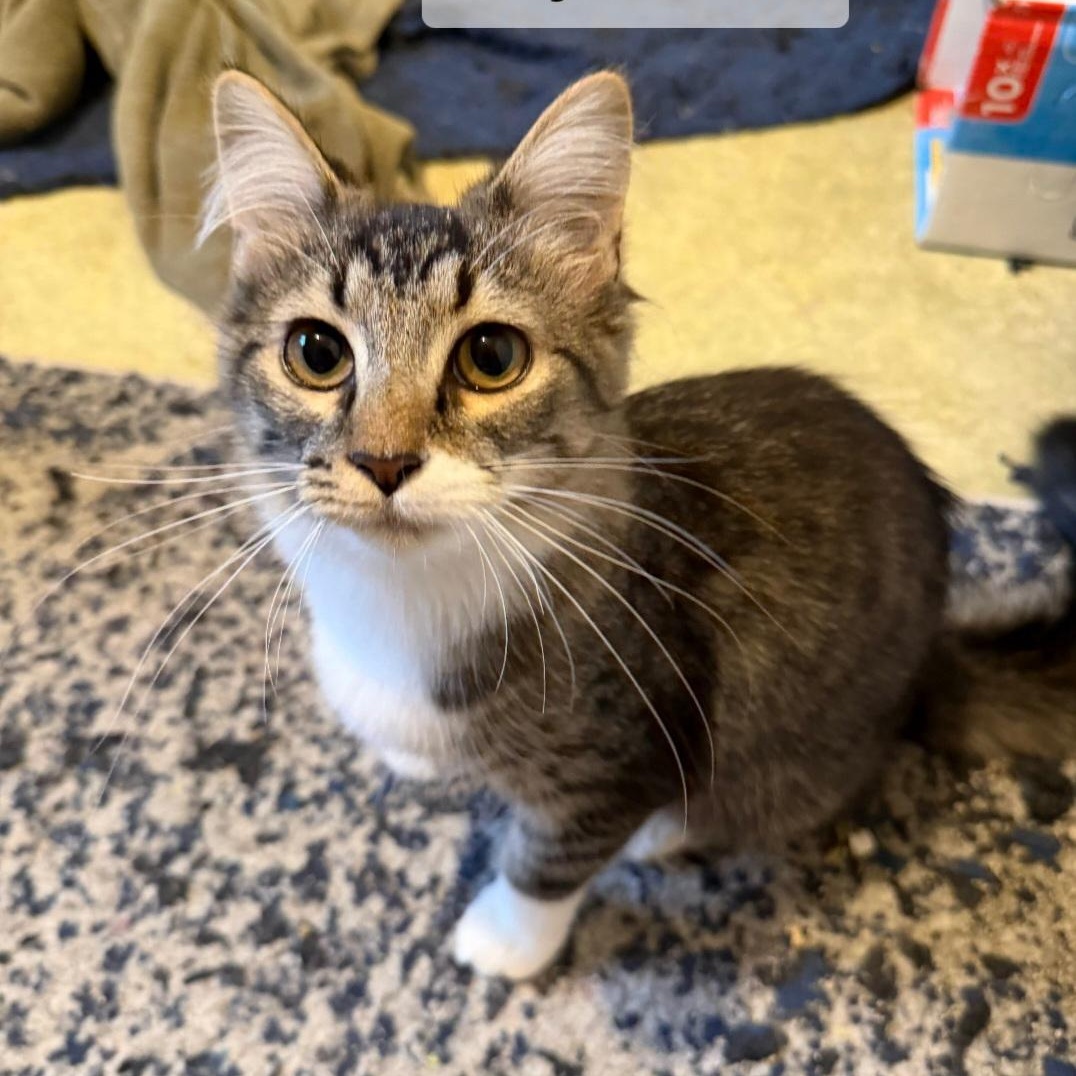 Dory, adopted, Kitten Female Domestic Medium Hair.