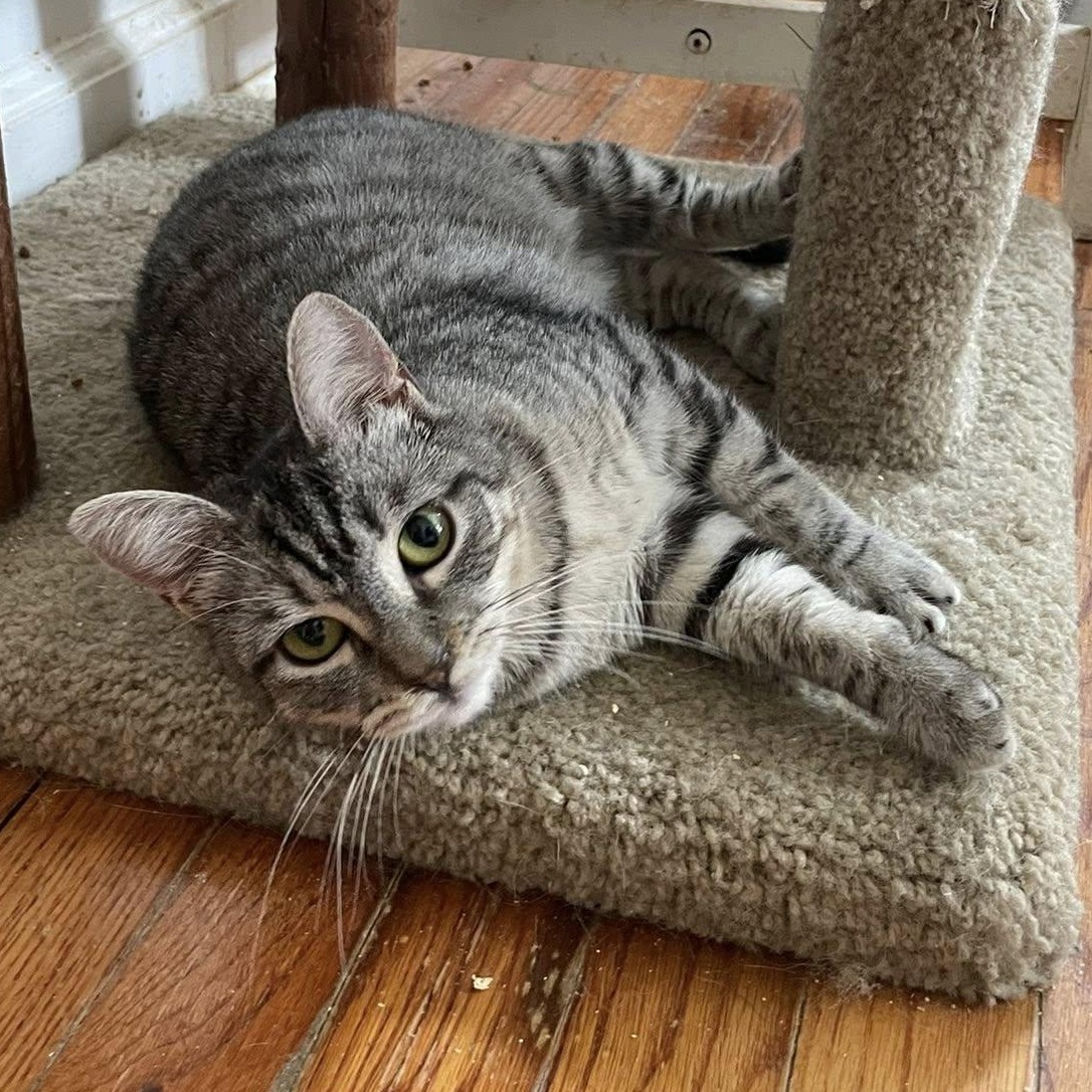 Chiquita (extra small), a Adoptable Tabby image 2/5