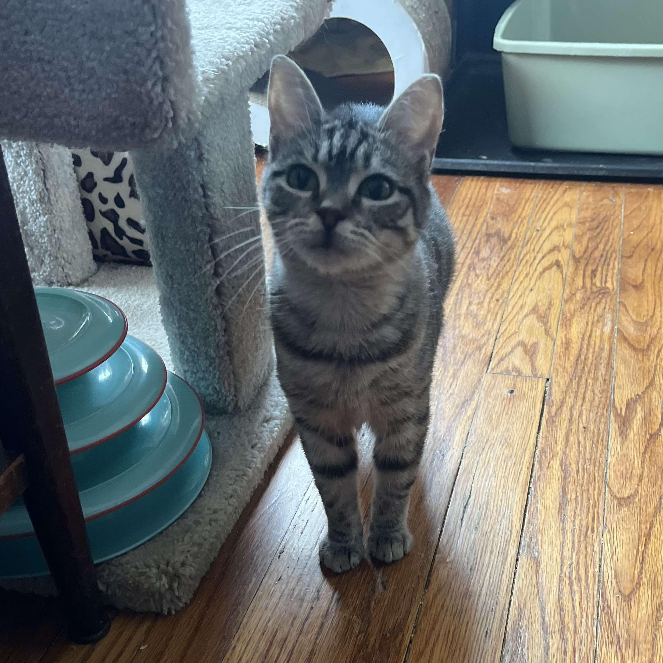 Chiquita (extra small), a Adoptable Tabby image 3/5