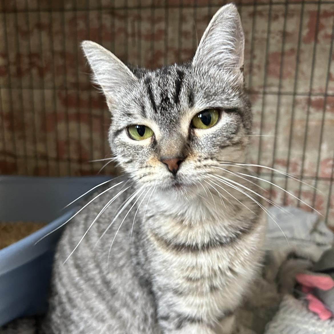 Chiquita (extra small), Adoptable, Adult Female Tabby.