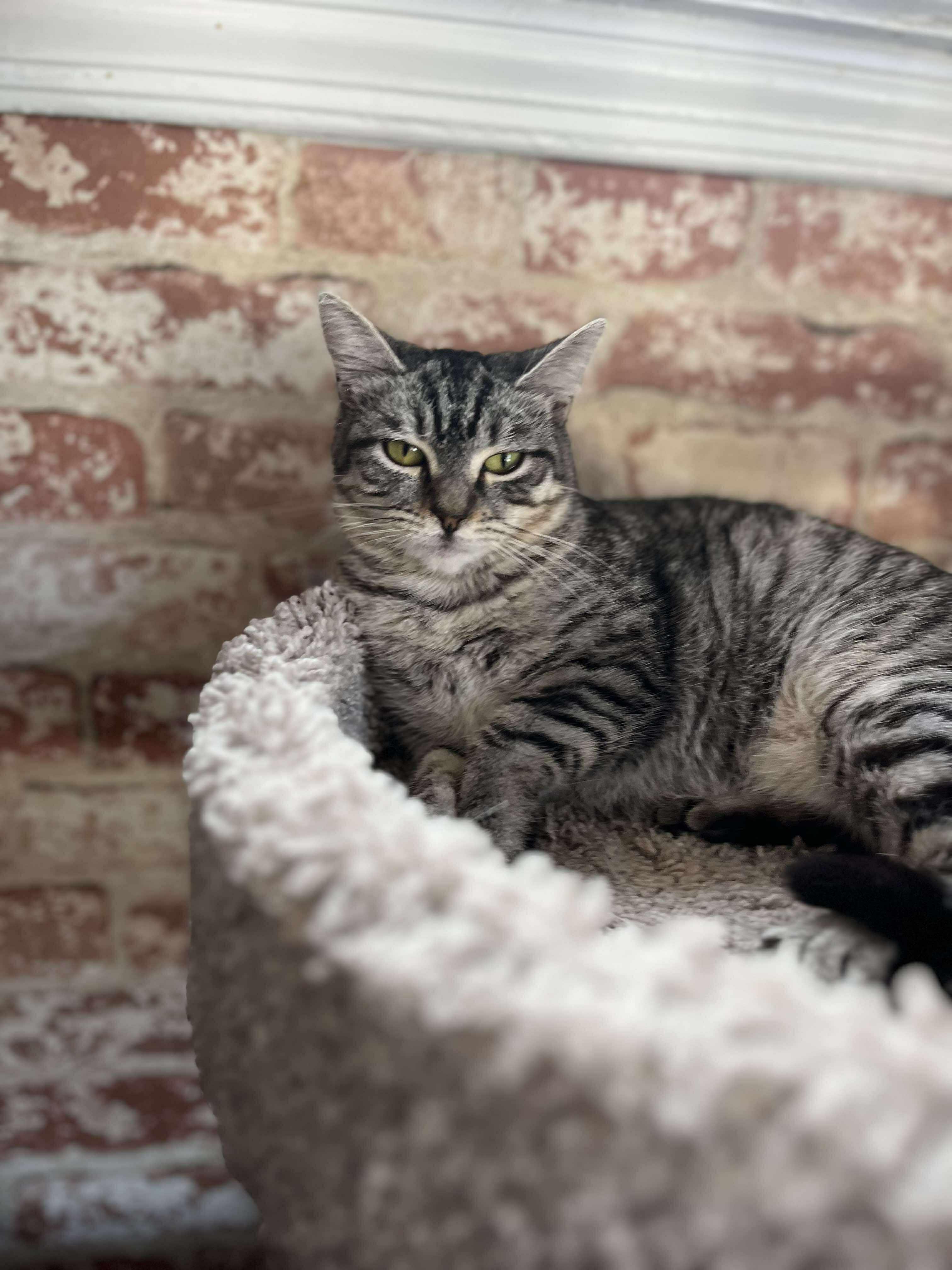 Chiquita (extra small), a Adoptable Tabby image 5/5