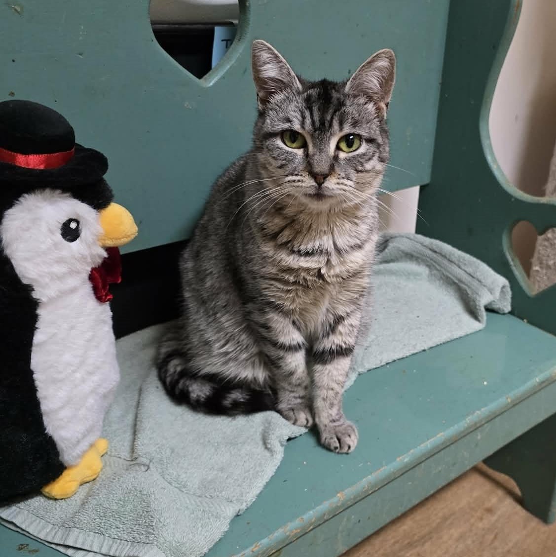 Chiquita (extra small), Adoptable, Adult Female Tabby.